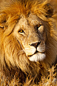 Afrika, Tansania. Kopfschuss eines männlichen Löwen.