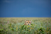 Tansania, Ngorongoro Conservation Area, erwachsener Gepard (Acinonyx jubatas) ruht im hohen Gras mit dunklen Gewitterwolken in der Ferne auf Ndutu Plains