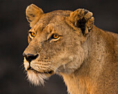 Africa. Tanzania. African lioness (Panthera Leo), Serengeti National Park.