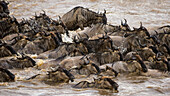 Afrika. Tansania. Gnuherde, die während der jährlichen großen Migration den Mara-Fluss überquert, Serengeti-Nationalpark.