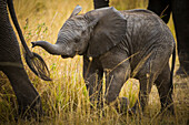 Afrika. Tansania. Afrikanischer Elefant (Loxodonta Africana) im Serengeti-Nationalpark.