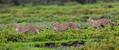 Afrika. Tansania. Geparden (Acinonyx Jubatus) jagen in den Ebenen der Serengeti, Serengeti-Nationalpark (Fotoillustration).