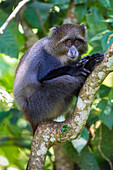 Africa. Tanzania. Blue Monkey, diademed monkey (Cercopithecus mitis) at Arusha National Park.