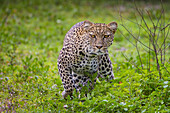 Africa. Tanzania. African leopard (Panthera pardus) stalking prey, Serengeti National Park.