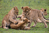 Africa. Tanzania. African lion cubs (Panthera Leo) mock fighting at Ndutu, Serengeti National Park.