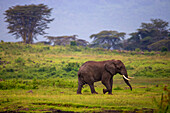 Africa. Tanzania. African elephant (Loxodonta Africana) at the crater in the Ngorongoro Conservation Area.