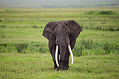 Afrika. Tansania. Afrikanischer Elefant (Loxodonta Africana) am Krater im Ngorongoro Conservation Area.
