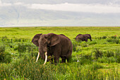 Africa. Tanzania. African elephants (Loxodonta Africana) at the crater in the Ngorongoro Conservation Area.