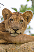 Afrika, Uganda, Ishasha, Queen-Elizabeth-Nationalpark. Löwin (Panthera Leo) im Baum, ruht auf Ast.