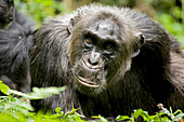 Afrika, Uganda, Kibale-Nationalpark, Ngogo-Schimpansenprojekt. Ein männlicher Schimpanse entspannt sich, während er gepflegt wird.