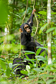Afrika, Uganda, Kibale-Nationalpark, Ngogo-Schimpansenprojekt. Mit seiner Mutter in der Nähe spielt ein kleiner Schimpanse, greift und hängt an einer Liane.