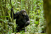 Afrika, Uganda, Kibale-Nationalpark, Ngogo-Schimpansenprojekt. Ein männlicher Schimpanse steht zweibeinig da und reagiert auf die Ankunft anderer Schimpansen.