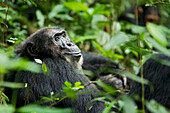 Afrika, Uganda, Kibale-Nationalpark, Ngogo-Schimpansenprojekt. Ein männlicher Schimpanse schaut über seine Schulter, während er nach einer Jagd Fleisch kaut.