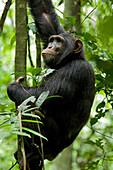 Afrika, Uganda, Kibale-Nationalpark, Ngogo. Ein junger erwachsener männlicher Schimpanse macht während eines Aufstiegs eine Pause, um seine Umgebung zu überblicken.