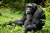 Afrika, Uganda, Kibale-Nationalpark, Ngogo-Schimpansenprojekt. Wilder erwachsener männlicher Schimpanse sitzt und beobachtet seine Umgebung.