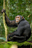 Afrika, Uganda, Kibale-Nationalpark, Ngogo-Schimpansenprojekt. Junger erwachsener Schimpanse hört zu und erwartet die Ankunft anderer Schimpansen in seiner Gemeinschaft.