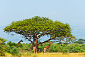 Giraffes under an acacia tree on the savanna, Murchison Falls National park, Uganda