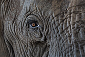 Afrika, Sambia. Nahaufnahme des Elefantenauges