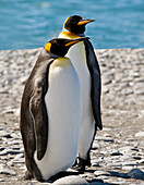 Pinguin, König, Paar