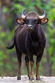 India. Gaur, Indian wild bison (Bos gaurus) at Kanha tiger reserve.