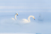 Asia, Japan, Hokkaido, Lake Kussharo, whooper swan, Cygnus cygnus. Three whooper swans float in the misty open thermal water during the blue hour at dawn.