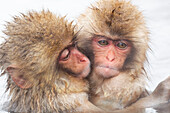 Asia, Japan, Nagano, Jigokudani Yaen Koen, Snow Monkey Park, Japanese macaque, Macaca fuscata. Two baby snow monkeys huddle together while soaking in the thermal pool.