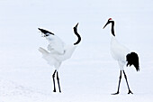 Asia, Japan, Hokkaido, Kushiro, Akan International Crane Center, red-crowned crane, Grus japonensis. Two red-crowned cranes begin a courtship dance.