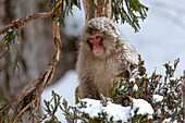 Asia, Japan, Nagano, Jigokudani Yaen Koen, Snow Monkey Park, Japanese macaque, Macaca fuscata. An adult Japanese snow monkey sits in a cedar tree.