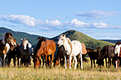 Pferde werden von Reitern getrieben. Mongolei.