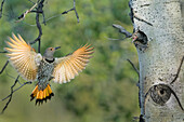 Canada, British Columbia. Adult female Northern Flicker (Colaptes auratus) flies to nest hole in aspen tree.