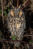 Canada, British Columbia, Boundary Bay. Long-eared owl perched on blackberry bush.