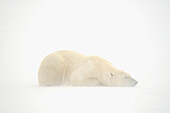 Canada, Manitoba, Churchill. Polar bear sleeping on snow in fog.