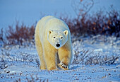 Canada, Manitoba, Churchill. Polar bear walking on frozen tundra.