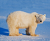 Canada, Manitoba, Churchill. Polar bear standing on frozen tundra.