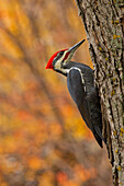 Canada, Manitoba, Winnipeg. Pileated woodpecker on maple tree.