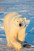 Eisbär (Ursus Maritimus) im Churchill Wildlife Management Area, Churchill, Manitoba, Kanada