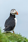 Atlantic Puffin (Fratercula Arctica) In A Puffinry On Mykines, Part Of The Faroe Islands In The North Atlantic. Denmark