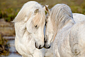Frankreich, Camargue, Saintes-Maries-de-la-Mer, Camargue-Pferde, Equus Ferus Caballus Camarguensis. Zwei Camargue-Hengste interagieren.
