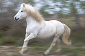 Frankreich, Camargue, Saintes-Maries-de-la-Mer, Camargue-Pferd, Equus Ferus Caballus Camarguensis. Laufendes Camargue-Pferd mit langsamer Verschlusszeit.