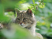 European wildcat (Felis silvestris silvestris) in Wildkatzendorf Huetscheroda (wildcat village), Hainich, Thuringia, Germany