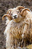 Iceland. Close-up of Icelandic sheep
