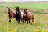 Europe, Iceland, Southwest Iceland. Icelandic horses enjoy a wildflower strewn field.