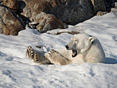 Arctic Ocean, Norway, Svalbard. Resting polar bear