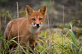 Russia, Russian Far East, Kamchatka Peninsula, Kuril Islands, Atlasova Island. Wild red fox in tall summer grass.