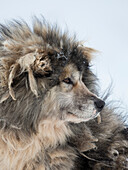 Schlittenhund im Winter in Uummannaq in Grönland. Hundegespanne sind immer noch Zugtiere für die Fischer der Dörfer. Grönland, Dänemark.