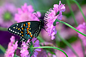Schwarzer Schwalbenschwanz-Schmetterling auf Nadelkissen mehrjährige Blume. Sammamisch, Staat Washington.