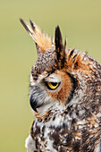 Great horned owl portrait