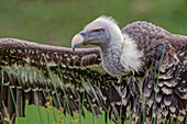 Ruppel's griffon vulture, Critically endangered species