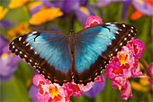 Blauer Morpho-Schmetterling, Morpho Granadensis, auf rosa Orchidee
