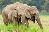 Asiatische Elefanten, Corbett Nationalpark, Indien.